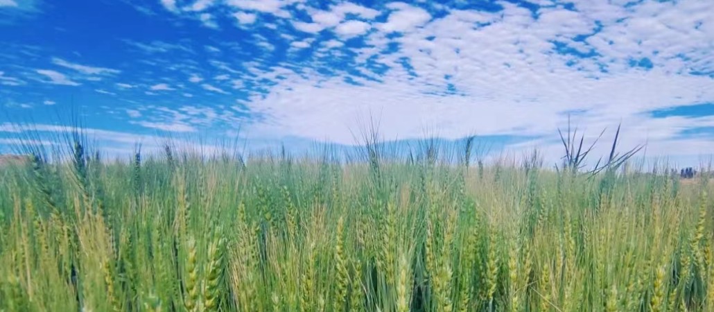 農業(yè)總場